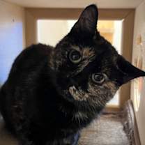 Thumbnail photo of Tortellini (Tortie Momma) #1