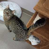 Thumbnail photo of Shorty #2