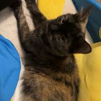 Thumbnail photo of Joyce Byers #1