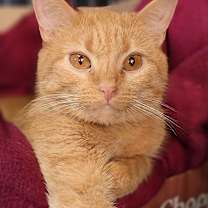 Thumbnail photo of HONEY - STAR #1