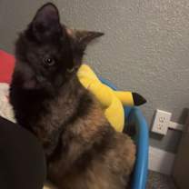 Thumbnail photo of Joyce Byers #2