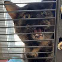 Thumbnail photo of Joyce Byers #3