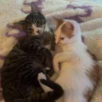 Thumbnail photo of Pickles #2