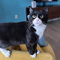 Thumbnail photo of Oreo #1