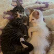 Thumbnail photo of Pickles #3