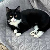 Thumbnail photo of Oreo #2