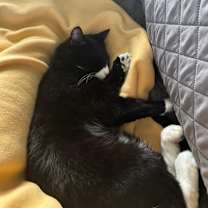 Thumbnail photo of Oreo #3