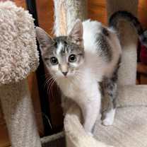 Thumbnail photo of Allie #2