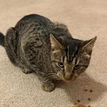 Thumbnail photo of Frank #1