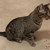 Thumbnail photo of Frank #2