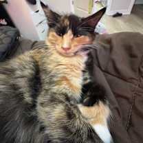 Thumbnail photo of Athena #1