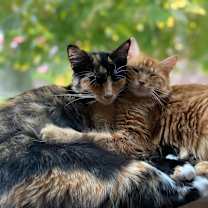 Thumbnail photo of Athena #3