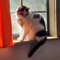 Thumbnail photo of Kami #4