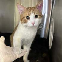 Thumbnail photo of Beanz #1