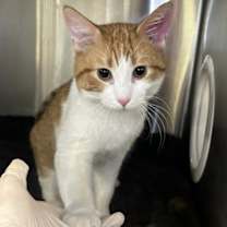 Thumbnail photo of Beanz #2