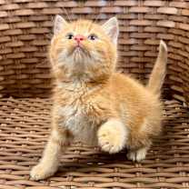 Thumbnail photo of Acadia #1