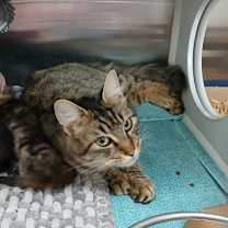 Thumbnail photo of Paloma #3