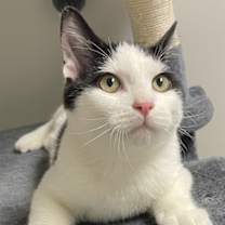 Thumbnail photo of Rocket #3