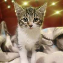 Thumbnail photo of Ribbon #1