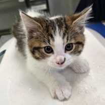 Thumbnail photo of Wrapping Paper #2