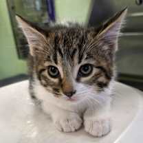 Thumbnail photo of Ribbon #2