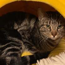 Thumbnail photo of Allie #1