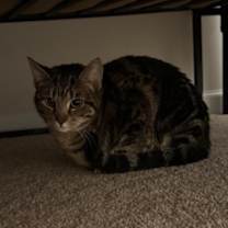 Thumbnail photo of Allie #2