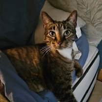 Thumbnail photo of Oliver #2