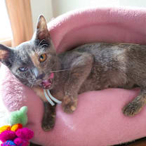 Thumbnail photo of Glitter #1