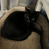 Thumbnail photo of Joy #3