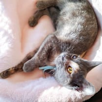 Thumbnail photo of Glitter #3