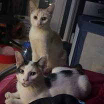 Thumbnail photo of Gomez #1