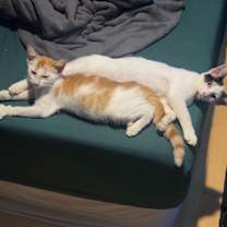 Thumbnail photo of Gomez #2