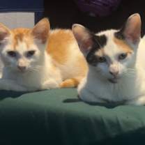 Thumbnail photo of Gomez #3