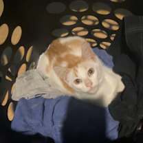 Thumbnail photo of Gomez #4