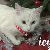 Thumbnail photo of Icy #1