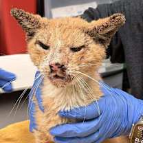 Thumbnail photo of Cicero #2