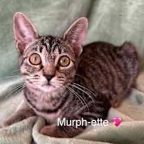 Thumbnail photo of Murphette #1