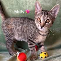 Thumbnail photo of Molly #1