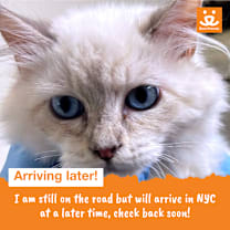 Thumbnail photo of Boba #3