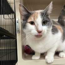 Thumbnail photo of Sadie #2