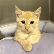 Thumbnail photo of Lani #1