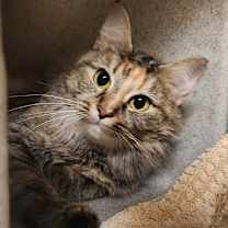 Thumbnail photo of Cuddles #1