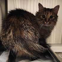 Thumbnail photo of Cuddles #2