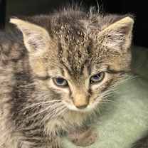 Thumbnail photo of Hulk - 110603T #3