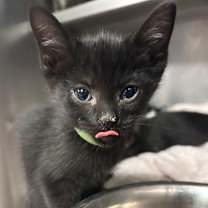 Thumbnail photo of Mr. Frog #4