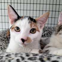 Thumbnail photo of Jasmine #1