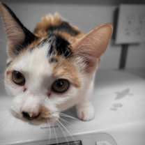 Thumbnail photo of Jasmine #2