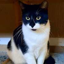 Thumbnail photo of Katie Cat #1