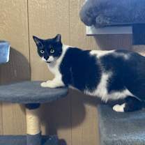 Thumbnail photo of Katie Cat #4